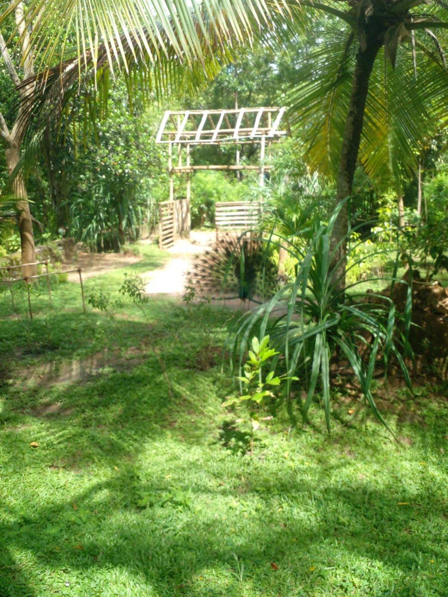 Home In The Island Tangalle Buitenkant foto