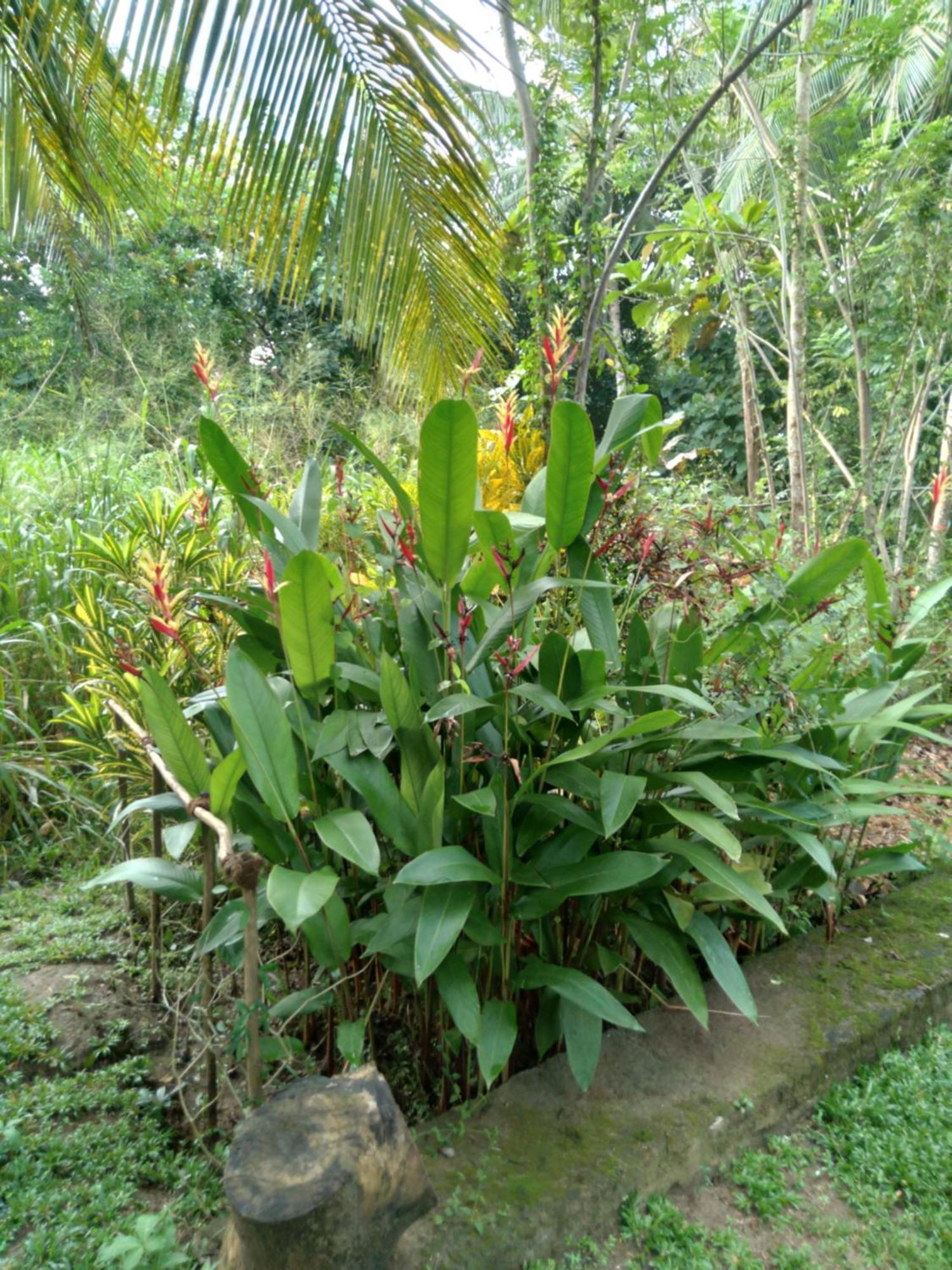 Home In The Island Tangalle Buitenkant foto